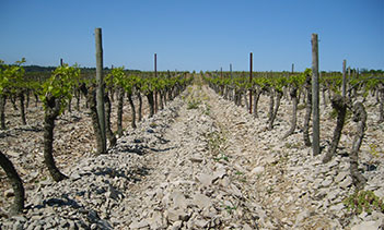 vignes-jouclary