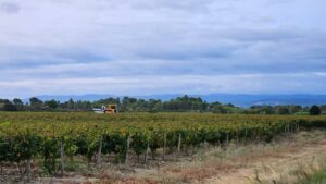 La machine à vendanger au milieu des vignes