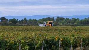 La machine à vendanger au milieu des vignes